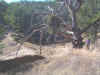 frog_pond.jpg (47018 bytes)