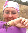 Tarantula Betty1.jpg (30976 bytes)