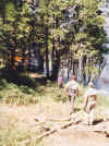hoses.jpg (36024 bytes)