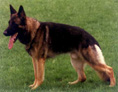 halfR.jpg (10645 bytes)